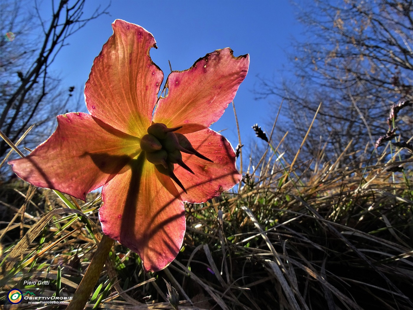 15 Helleborus niger (Elleboro) in fruttescenza , controsole.JPG